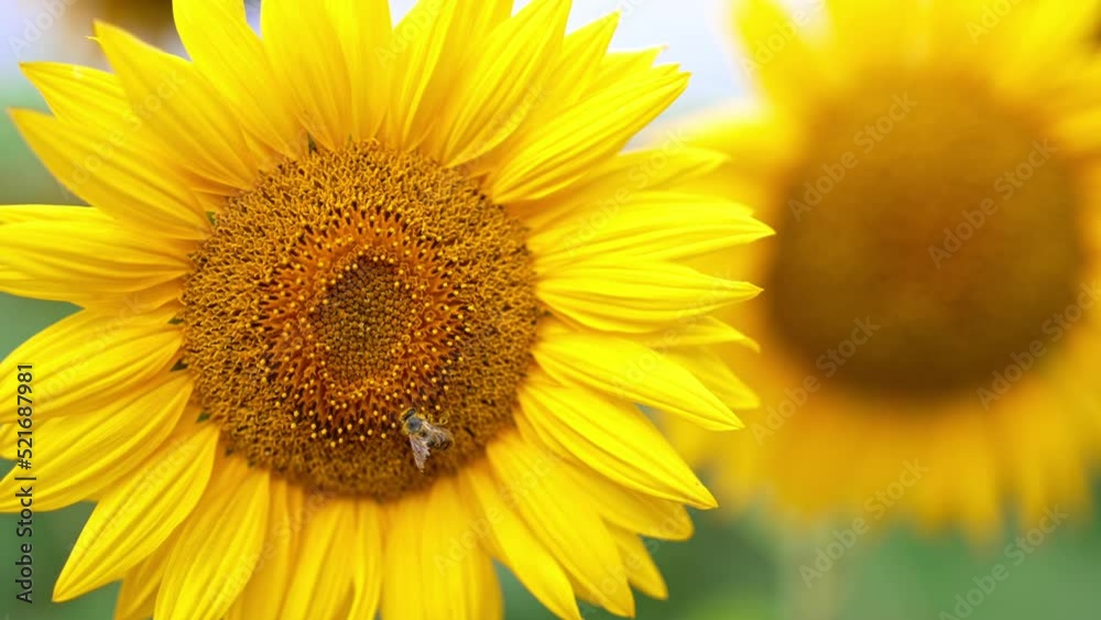 Industrious bee covered with yellow pollen crawls by the flower. Beautiful sunflowers at blossom close up. Blurred backdrop. Industrious bee covered with yellow pollen crawls by the flower. Beautiful sunflowers at blossom close up. Blurred backdrop.
