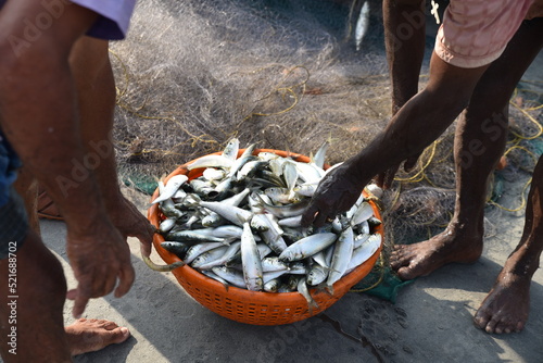 Corbeille de poissons frais à Cochin, Inde
