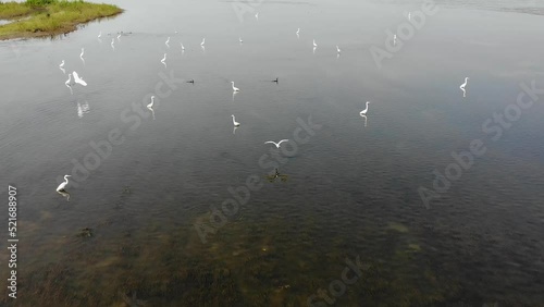 Migratory birds in lake water photo