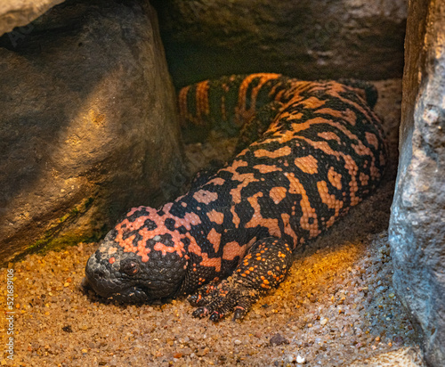 Gila monster (Heloderma suspectum) crawls out of a cave. .