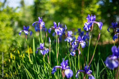 Siberian iris in spring garden. Group of blooming Siberian irises  iris sibirica  in the garden.