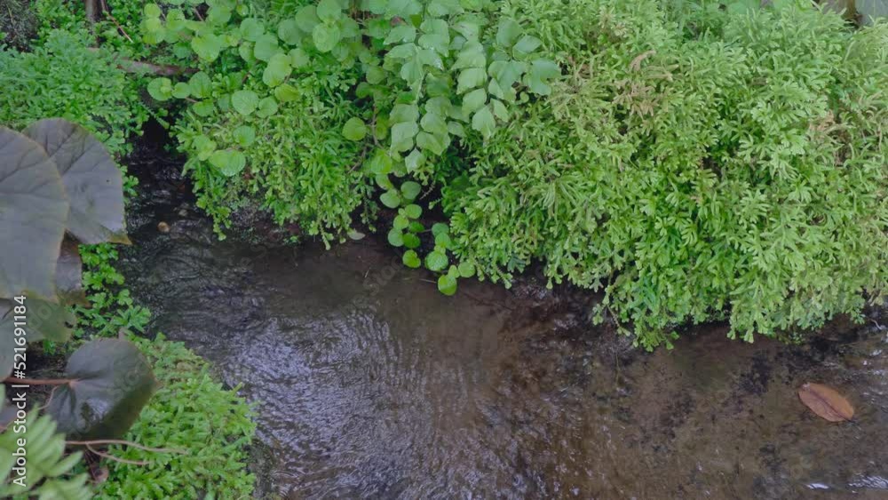Dolly shot. Stream and waterfall in garden. Landscape design. Concept of relax. Dolly shot. Stream and waterfall in garden. Landscape design. Concept of relax.