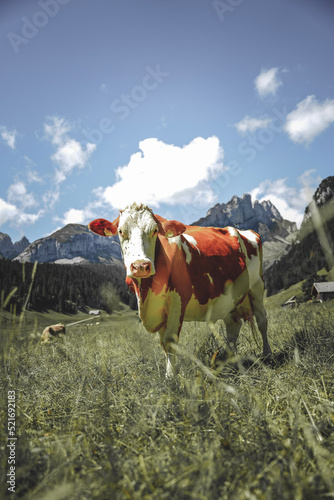 Kuh im Alpstein, Schweiz