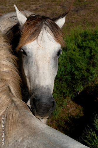 Portrait of a Camargue Horse