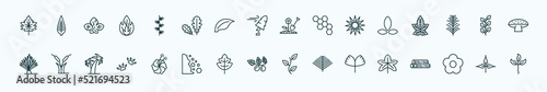 special lineal nature icons set. outline icons such as hawthorn leaf  larch leaf  farming  asian  bilberry leaf  reed bed  hibiscus  briar ginkgo  season  pinnation line icons.
