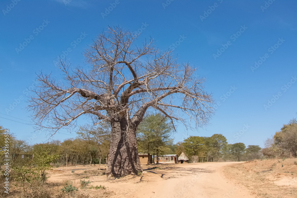 Baobab tree in a countryside, Zambia