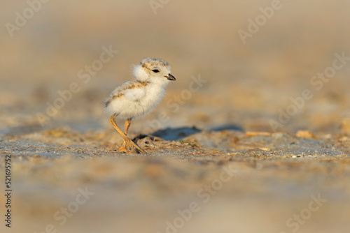 A piping plover (Charadrius melodus) fledgling foraging in the morning sun on the beach.