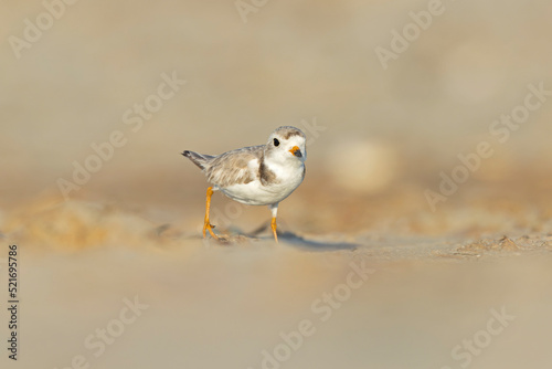 A piping plover (Charadrius melodus) foraging at golden light on the beach at sunset.
