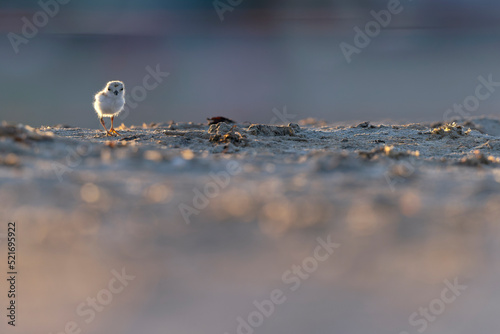 Foto A piping plover (Charadrius melodus) fledgling foraging back lit in the morning sun on the beach