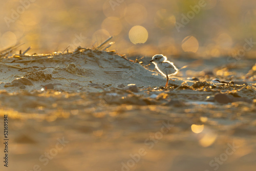 Fototapete A piping plover (Charadrius melodus) fledgling foraging back lit in the morning sun on the beach