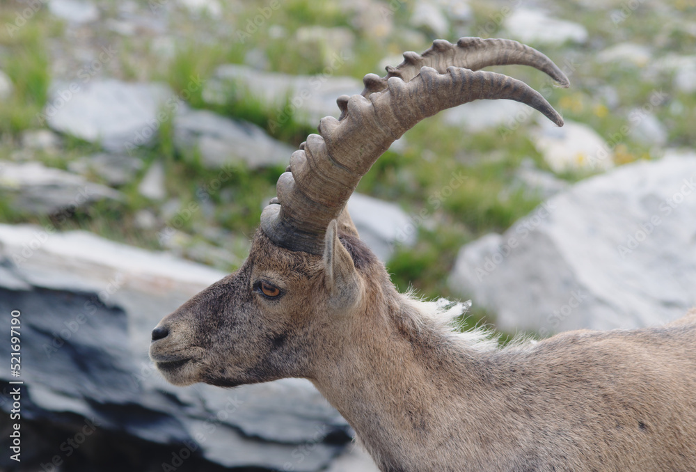 Alpine Ibex (Capra ibex): portrait of an adult male specimen.