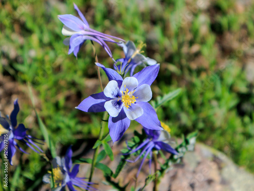A Columbine grows in the wild in the Rocky Mountains of Colorado, where it is the state flower