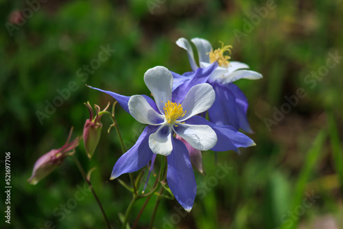 A Columbine, the state flower of Colorado, grows in the wild in the Colorado Rocky Mountains