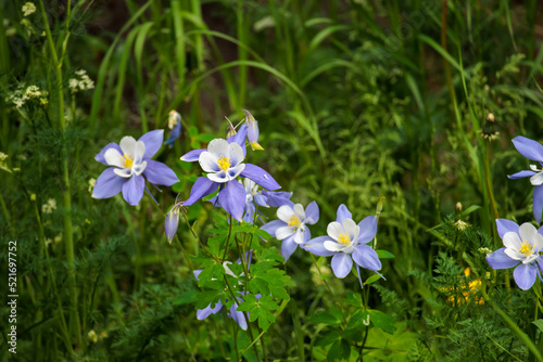Colorado Columbines in the Rocky Mountains