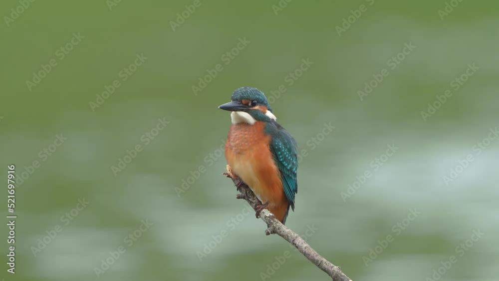 Kingfisher, close-up, sitting on a dry branch above a river with a fast current and eating caught fish Kingfisher, close-up, sitting on a dry branch above a river with a fast current and eating caught fish