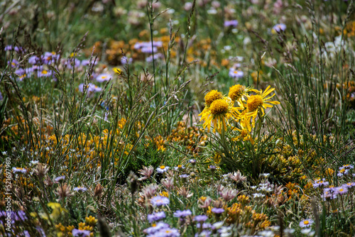 Yellow flowers stand out in a field of wildflowers in the Rocky Mountains of Colorado in the spring.