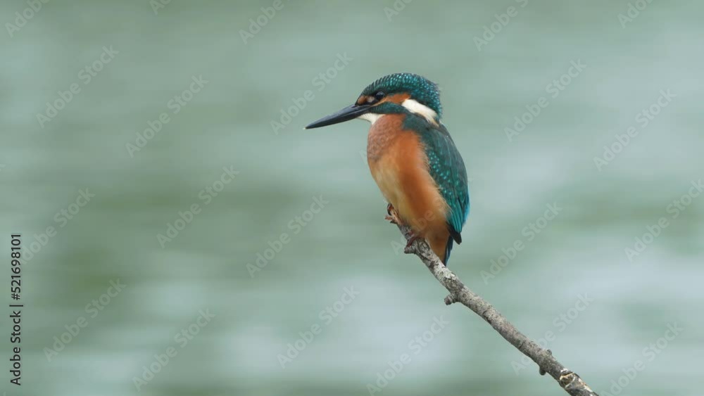 custom made wallpaper toronto digitalKingfisher, close-up, sits on a dry branch above a river with a fast current and looks out for fish under the water column