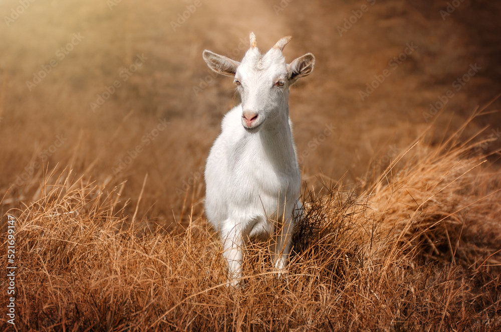 Obraz premium white goat in a wheat field 