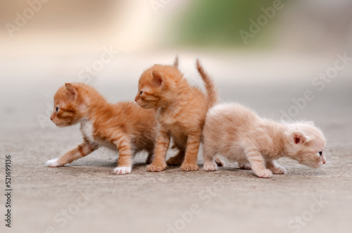 cute red kittens beautiful pet portraits 