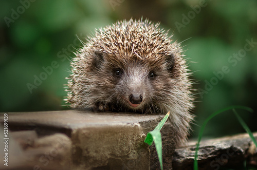 Canvas Print wild hedgehog beautiful portrait of animals in nature