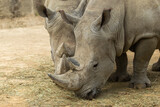 Close-up of two rhinos in daylight.