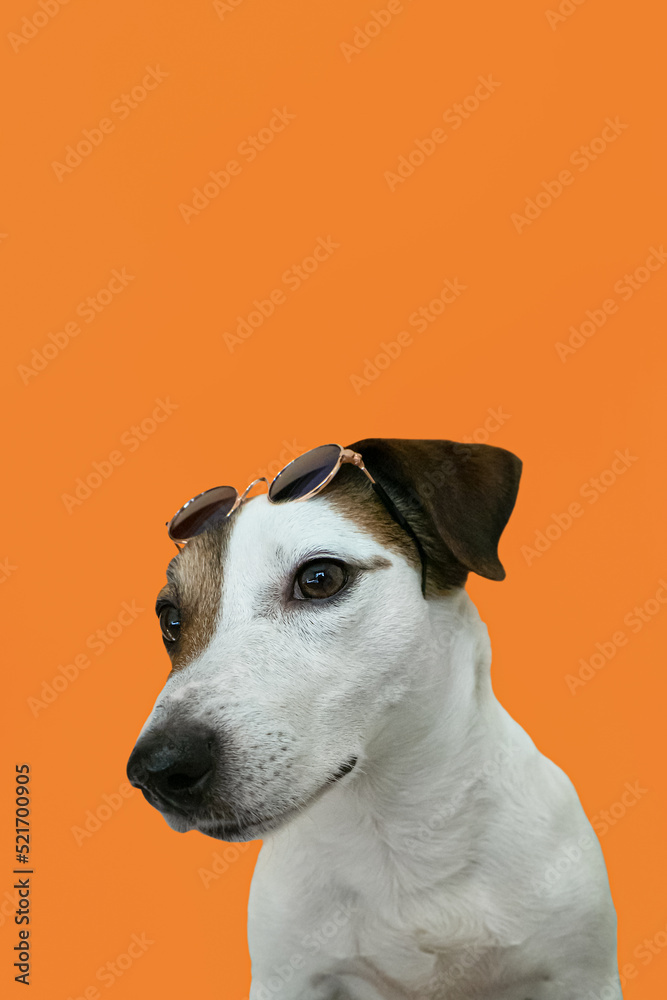 Jack Russell terrier. Portrait. Cute purebred dog on an orange background