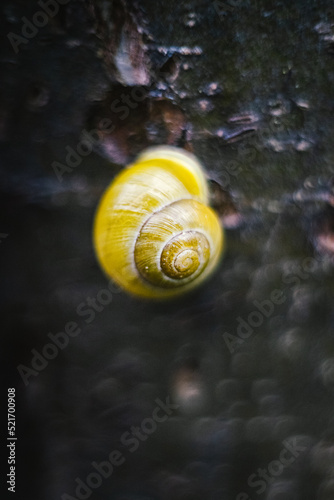 snail on the tree
