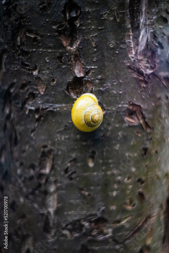 snail on a wood