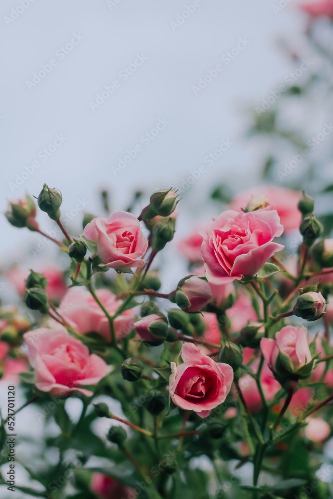 A beautiful pink rose with small numerous buds on a branch in the blue sky. Pink Floral background A beautiful pink rose with small numerous buds on a branch in the blue sky. Pink Floral background