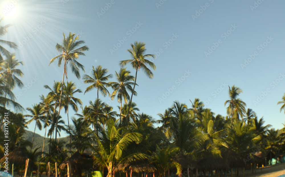 palm trees of an exotic beach in venezuela