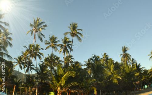palm trees of an exotic beach in venezuela