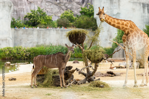 Photography Giraffes during feeding on a sunny day.