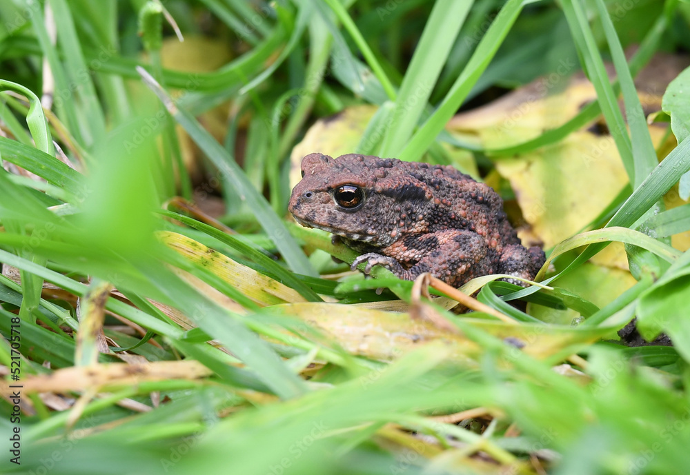Close-up of a Common toad