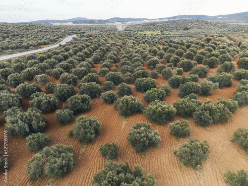 Aerial view of olive trees in a field