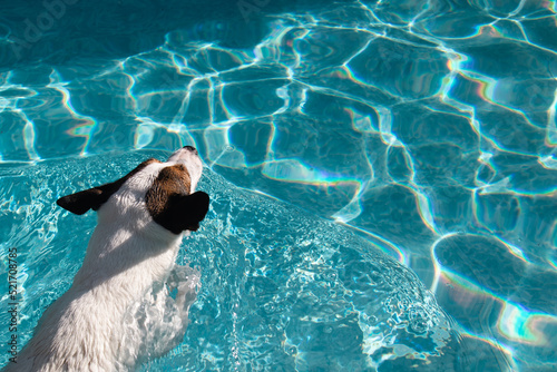 High angle view of dog swimming in pool on a sunny day photographed from above