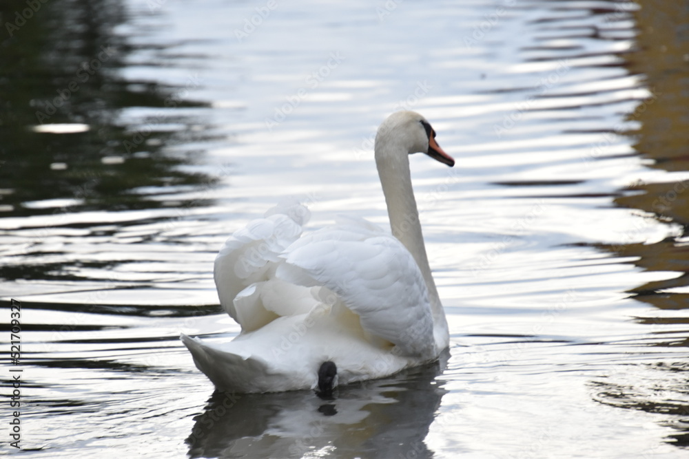 Schwan in abendstimmung Schwan in abendstimmung