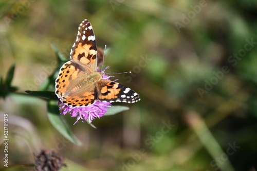 butterfly on flower, Kilkenny, Ireland