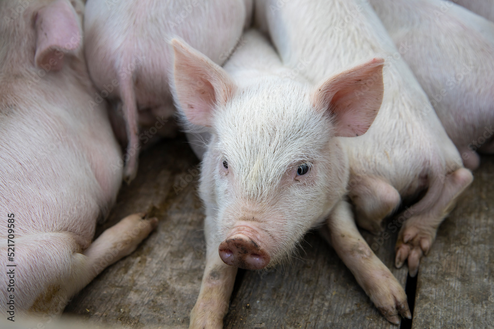 Small piglet sleep in the farm. Group of Mammal indoor waiting feed. swine in the stall. Close up eyes and blur. Small piglet sleep in the farm. Group of Mammal indoor waiting feed. swine in the stall. Close up eyes and blur.