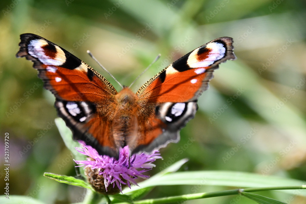 butterfly on flower, Kilkenny, Ireland butterfly on flower, Kilkenny, Ireland