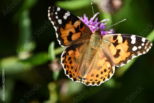 butterfly on flower, Kilkenny, Ireland © Audrius