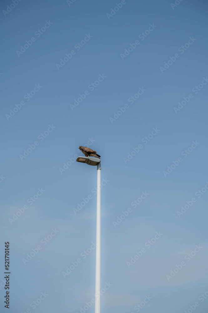Aguila vigilando sobre cielo azul Aguila vigilando sobre cielo azul