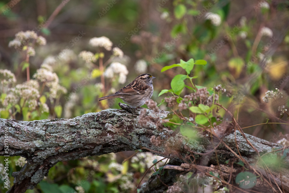 White Throated Sparrow White Throated Sparrow