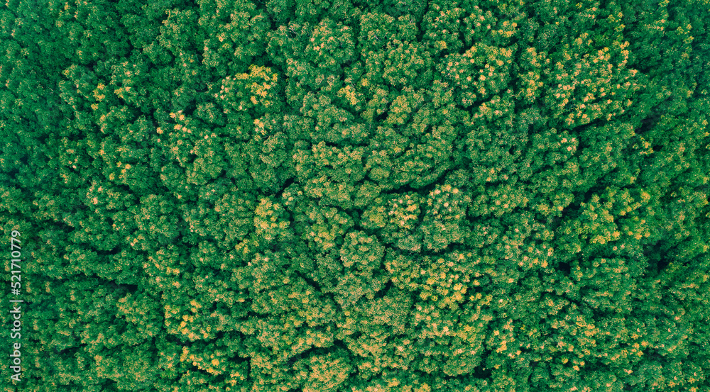 Autumn Tones of Aerial top view forest tree, Rainforest ecosystem and healthy environment concept and background, Texture of green tree forest view from above.
Autumn Tones of Aerial top view forest tree, Rainforest ecosystem and healthy environment concept and background, Texture of green tree forest view from above.
