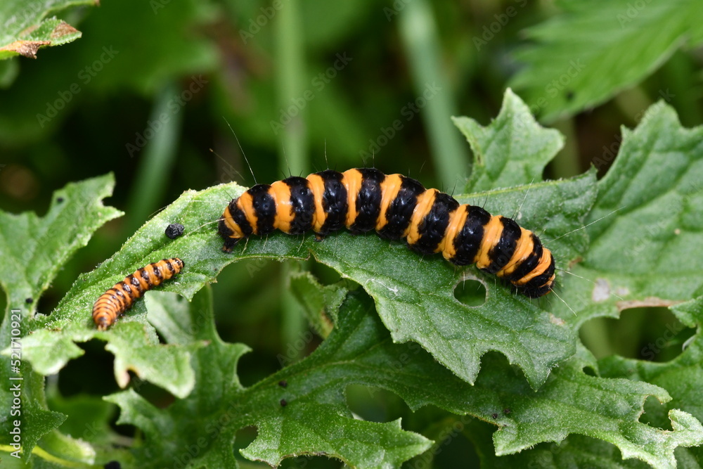 caterpillar on a leaf, Kilkenny, Ireland