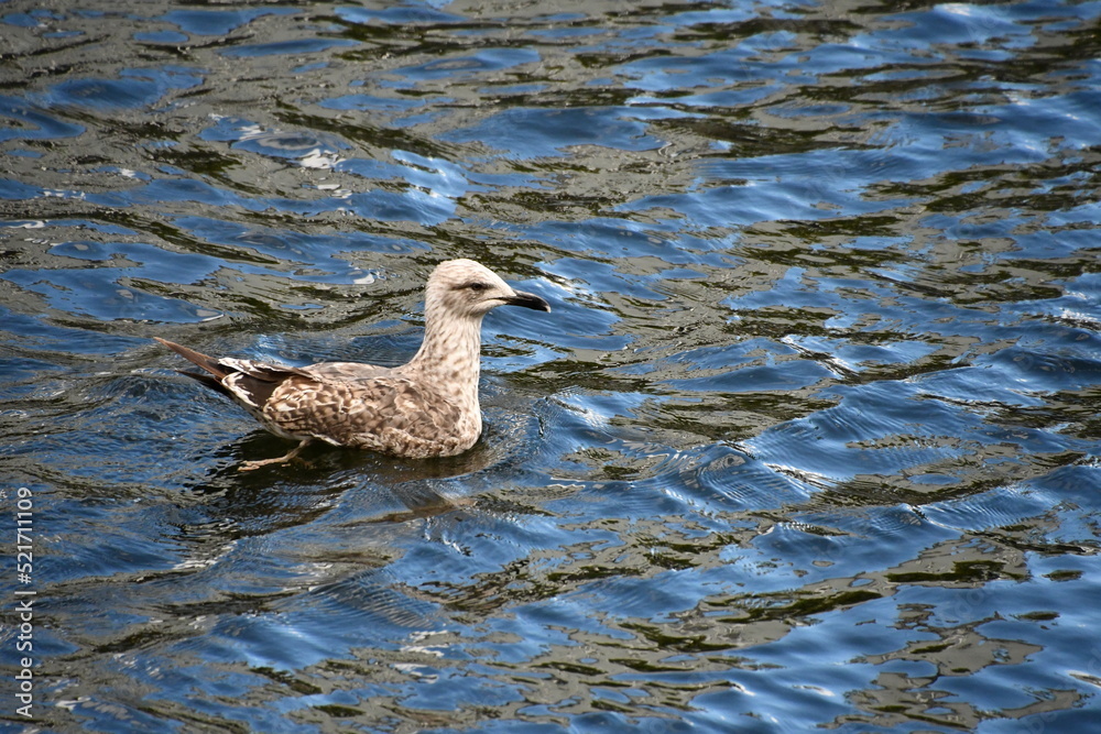 seagull, gull, Kilkenny, Ireland seagull, gull, Kilkenny, Ireland