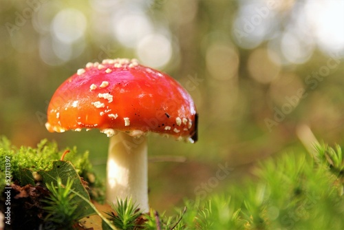 a beautiful red mushroom in green moss and a bright bokeh in the background in a forest in autumn