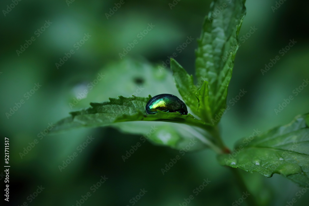 Green shiny insect hovering on green leaf. Macro photo. Green shiny insect hovering on green leaf. Macro photo.