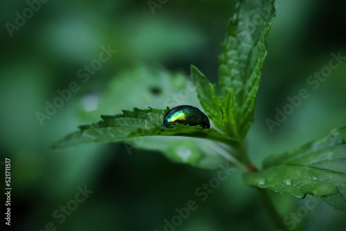 Green shiny insect hovering on green leaf. Macro photo.