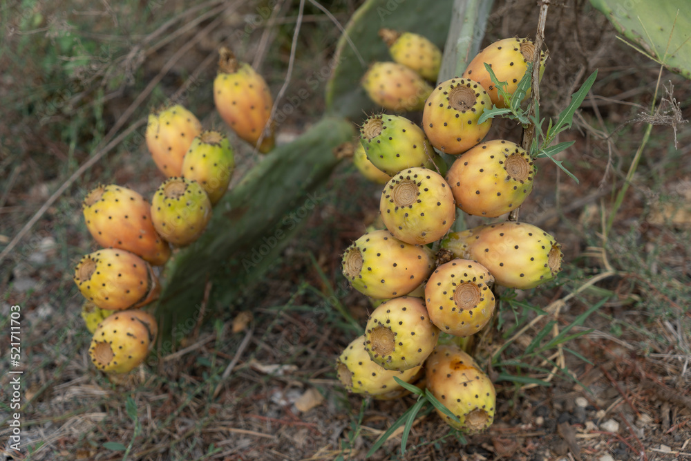 Organic Opuntia ficus-indica with ripe fruit ready to eat Organic Opuntia ficus-indica with ripe fruit ready to eat