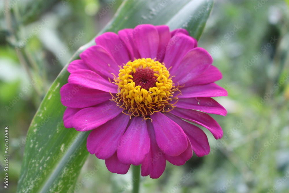 purple and yellow zenia flower. portrait of Zenia